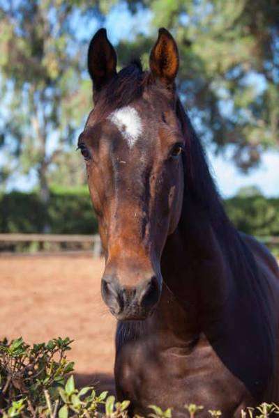 La-ferme-equestre-de-dar-bouazza-Ain-chock-hay-hassani